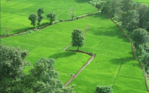 agriculture land